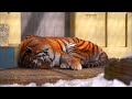 大きくてキレイなナージャです（釧路市動物園　アムールトラのナージャ）~a big beautiful amur tiger.~