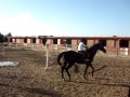 at binisi horse riding berk basegmez