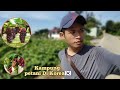 kampungnya petani di Korea selatan