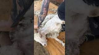 Angora Goat Shearing