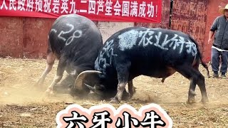 六牙小牛的表演，抖音还是很强的。#民族斗牛文化 #这牛太厉害了