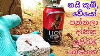 නයි කූඹි, වේයෝ වගේ සත්තු එළවන්නේ මෙහෙමයි / A Natural Way to Get Rid of Ants in House Permanently