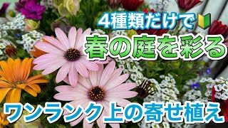 オステオを使って簡単なのに上級者の仕上がりになる春の寄せ植えを作ってみた！【寄せ植え道場】