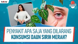 Manfaat Daun Sirih Merah Untuk Pria dan Wanita | Ternyata Ada Obatnya