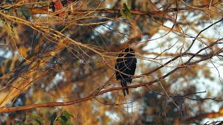 Cormorant Chilling In Tree