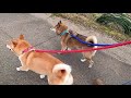 子猫にプイっとされて困っちゃう柴犬 shiba inu love cute kittens