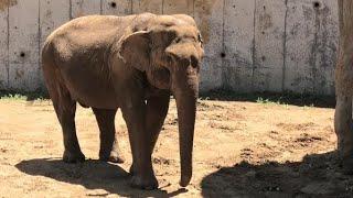 Asian elephant, Tapir, Mouflon, Antelope, Rhino アジア象、マレーバク、ムフロン、カモシカ、インドサイ　Tama Zoological Park