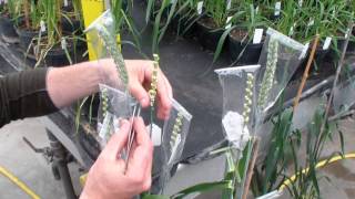 GRU Information Resource 3: Guide to how to pollinate wheat florets.wmv