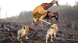 Top giraffe vs lion moment, where giraffe save his baby