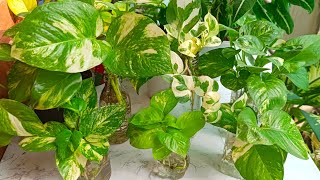 Money plant (Pothos) in water growth hack | Money Plant care  @leafylife550