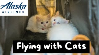 How do you Travel with a Cat on an Airplane (9 Tips) | The Cat Butler