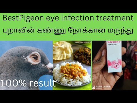 Top Medicine For Pigeon Eye Infection #pigeonmedicine #petsworld # ...