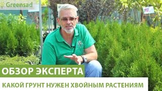 Какой грунт нужен для хвойных растений