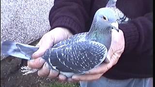 Video 193: Ward Brothers of Risca: Premier Pigeon Racers