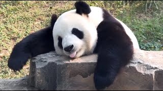 🐼 Panda Funny Moment s Compilation