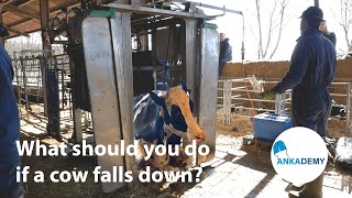 ANKA - What should you do if a cow falls down inside the crush?