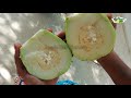 what is this fruit thai 7 na taiwan seedless guava fruit