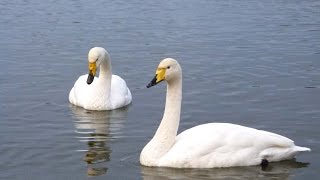 白鳥の毛づくろい ならぬ羽繕い in 高松の池盛岡の白鳥飛来地2014冬  | 盛岡観光おすすめ | 岩手観光スポット