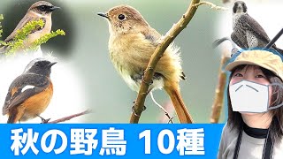 秋の農耕地は鳥がいっぱい♪【野鳥撮影vlog】