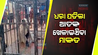 Out Of Control Mad Monkey Rescued At Athagarh | Odisha |