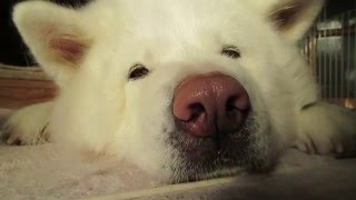 【秋田犬げんき】丁寧に顔の掃除をして貰うも鼻はさわるな【akita dog】