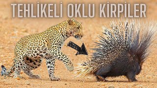 Tehlikeli Oklu Kirpilerin Vahşi Hayvanlara Karşı Savunması   ( Dangerous Porcupine Vs Wild Animals )