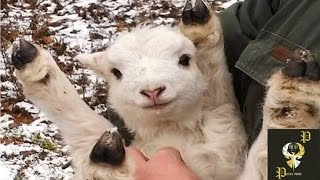 Cute Baby Goats Compilation I PP
