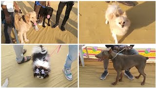 Dog Show in Rajkot Gujarat 2025 All breed Dog  National Level Dog Quality Rajkot