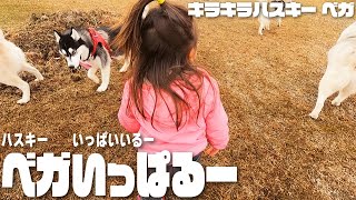 【ハスオフ会2021冬】二歳娘がハスキー達にもまれて大興奮w【前半】