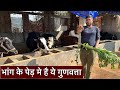 भांग के पेड़ मे है ये गुणवत्ता,, vaishnavi Organics Dairy Farm Karpi Arwal Bihar