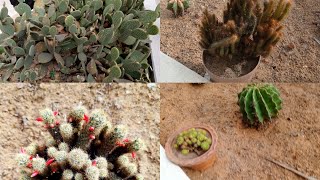 বিভিন্ন প্ৰজাতিৰ সাগৰফেনা/Different species of seafoam #cactus #seafoam