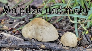 Maipilze und mehr - Pilze Anfang Mai