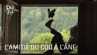 Immersion avec les animaux et les humains de la compagnie Shanju