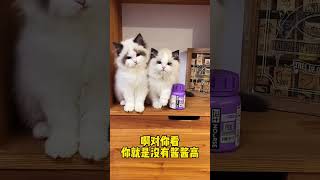 #布偶猫 #新脸版布偶猫 #记录猫咪日常 哄娃吃点维生素真不容易啊，猫咪的攀比心❤️   抖音