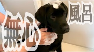 【心ここに在らず】嫌いなお風呂を克服しよう‼︎ ラブラドールレトリバー子犬 -Labrador puppy Overcome bath-