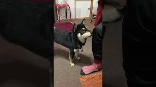 パパがしつこいと文句を言う柴犬