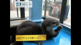 【コツメカワウソ】カワウソのお食事タイム【サンシャイン水族館】