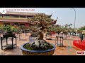 zbv ty5 dàn bonsai mini có nhiều tác phẩm giá trị tại triển lãm trường yên chương mỹ bonsaiminidep