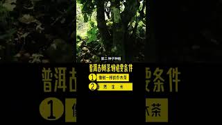 什么是普洱古树茶 什么是普洱古树茶？#普洱茶  #普洱茶知识  #普洱茶文化  #茶文化  #云南普洱茶 #tea #古树茶 #分享 #茶人茶事茶生活 #茶叶