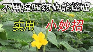 农民扔掉控旺药，这种常用肥料也控旺，不再担心蔬菜早衰，很实用【付老师种植技术团队】