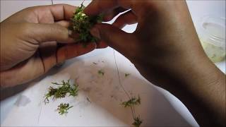 Aquarium Moss Ball DIY (Fast Cheap and Easy)