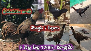 5 నెల్ల పిల్ల కేవలం 1200 మాత్రమే||మొత్తం 7 పిల్లలు||భీమవరాలు||1 పట్టా పుంజు||9849551256