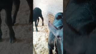 @BainsBreedingFarm #viralvideo #shortvideo #livestock #bainsbreedingfarm