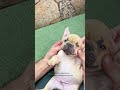 Would You Pet This French Bulldog  Puppy? #shorts