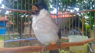 suara burung kutilang gacor ,,, 100% KUTILANG mu PASTI NYAUT dan GACOR