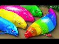 Stop motion ASMR | Crocodile catfish eel hunting colorful koi fish and rainbow carp 스톱 모션