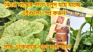 ঝিঙে গাছের পাতা ছোট ঝিঙে হলুদ হয়ে যাওয়ার কারণ ও প্রতিকার || ঝিঙে গাছের রোগ || Ami Krishak Bandhu