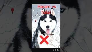 Halal vs Haram in Islam #shorts#viral #trending #tiktok #shortvideo