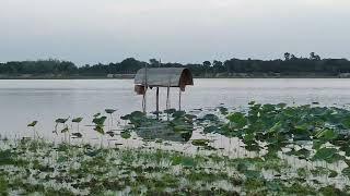 টুপলার বিল  ভ্রমন - তারা নগর, মুজিব নগর, মেহেরপুর | Tuplar Bill Visit - Mujibnagar, Meherpur