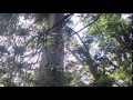 Kauri Trees